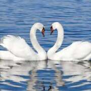 ヒメ日記 2026/04/30 20:35 投稿 白鳥（しらとり） 熟女の風俗最終章 大宮店