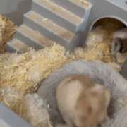 ヒメ日記 2026/04/15 21:37 投稿 ちなみ 土浦ハッピーマットパラダイス