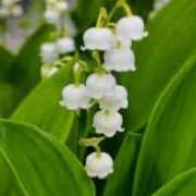 まなみ 幸せを スイートマダム古河店