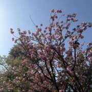 ヒメ日記 2026/04/21 13:00 投稿 まな Queen Angel(クイーンエンジェル)