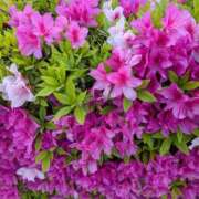 ヒメ日記 2026/04/21 17:22 投稿 あゆみ 妻天 梅田店