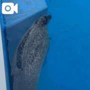 羽島いおり【業界未経験】 見てみて〜😍 素人専門　街角レディ