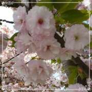 ヒメ日記 2026/04/13 20:24 投稿 あみ 千姫(道後)