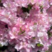 ヒメ日記 2026/04/20 12:09 投稿 みわ 小岩人妻花壇