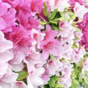 ヒメ日記 2026/04/24 14:40 投稿 よしの 奥鉄オクテツ和歌山
