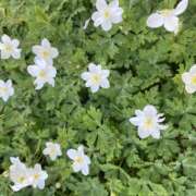 ヒメ日記 2026/04/14 18:12 投稿 ひな 宇都宮 Playlist