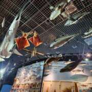 ヒメ日記 2026/04/25 16:01 投稿 ことな 横浜泡洗体デラックスエステ