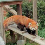 ヒメ日記 2026/04/17 07:57 投稿 さち モアグループ熊谷人妻花壇