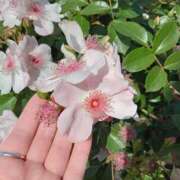 ヒメ日記 2026/04/21 19:51 投稿 さち モアグループ熊谷人妻花壇