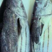 るか 私はカツオを釣ったのだ One More 奥様 所沢店