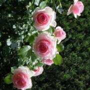 ヒメ日記 2026/04/20 18:07 投稿 かれん 待ちナビ