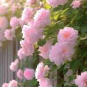 ヒメ日記 2026/04/26 20:43 投稿 かれん 待ちナビ