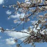 りり さくらきれい🌸 船橋桃色の妻たち