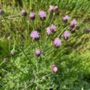 ヒメ日記 2026/04/23 00:14 投稿 あざみ 豊満熟女