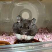 ヒメ日記 2026/04/18 10:42 投稿 水川 AROMA VENUS