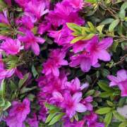 ヒメ日記 2026/04/16 22:00 投稿 新人・すず 人妻花かんざし