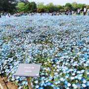 ヒメ日記 2026/04/19 13:17 投稿 葵★（二輪車可） プリマドンナ