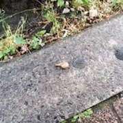 ヒメ日記 2026/04/23 23:37 投稿 葵★（二輪車可） プリマドンナ