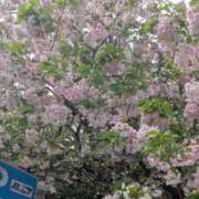 ヒメ日記 2026/04/16 17:56 投稿 晴美 昼顔妻 五反田店