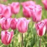 ヒメ日記 2026/04/16 19:05 投稿 みく 待ちナビ