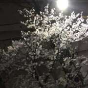 ヒメ日記 2026/05/08 09:58 投稿 なおみ ギン妻パラダイス 堺東店