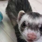 ヒメ日記 2026/04/18 18:19 投稿 君嶋ひな ちょうどいい奥さん