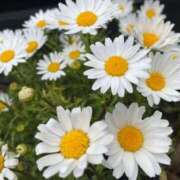 ヒメ日記 2026/05/11 11:59 投稿 ゆあな もしも優しいお姉さんが本気になったら...横浜店