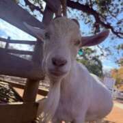 ヒメ日記 2026/04/16 20:30 投稿 りあ 素人妻御奉仕倶楽部Hip's松戸店