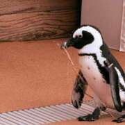 ヒメ日記 2026/04/20 06:19 投稿 りあ 素人妻御奉仕倶楽部Hip's松戸店