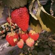 ヒメ日記 2026/04/23 06:19 投稿 りあ 素人妻御奉仕倶楽部Hip's松戸店