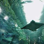 ヒメ日記 2026/04/23 08:49 投稿 りあ 素人妻御奉仕倶楽部Hip's松戸店