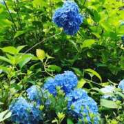 ヒメ日記 2026/06/02 13:38 投稿 二本柳成海 五十路マダム愛されたい熟女たち岡山店（カサブランカグループ）