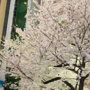 ヒメ日記 2026/04/15 17:14 投稿 はな 池袋しろパラ