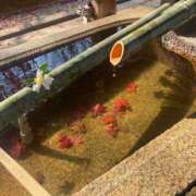ヒメ日記 2026/06/20 17:04 投稿 しゅり 丸妻 横浜本店