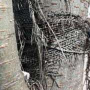 ヒメ日記 2026/04/23 03:02 投稿 かすみ【魅惑のエロすぎS美女】 STELLA TOKYO－ステラトウキョウ－