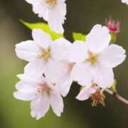 ヒメ日記 2026/04/18 20:18 投稿 綾瀬(あやせ) 相模原人妻城