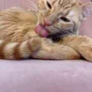 ヒメ日記 2026/04/22 08:16 投稿 エル ラブコレクション