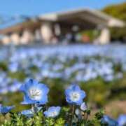 ヒメ日記 2026/04/22 12:24 投稿 いろは 濃厚即19妻