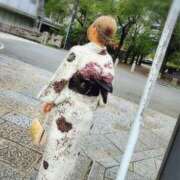 ヒメ日記 2026/05/03 13:12 投稿 かすみ 梅田ゴールデン倶楽部