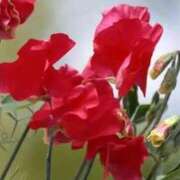 ヒメ日記 2026/04/19 21:16 投稿 麻衣子(まいこ) 高知デリヘル倶楽部 人妻熟女専門店