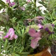 ヒメ日記 2026/05/08 07:02 投稿 麻衣子(まいこ) 高知デリヘル倶楽部 人妻熟女専門店