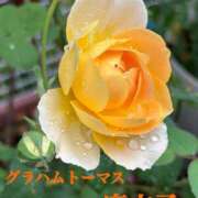 ヒメ日記 2026/05/23 09:31 投稿 麻衣子(まいこ) 高知デリヘル倶楽部 人妻熟女専門店