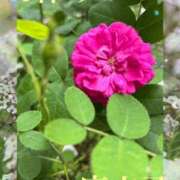 ヒメ日記 2026/06/06 14:45 投稿 麻衣子(まいこ) 高知デリヘル倶楽部 人妻熟女専門店
