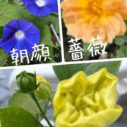 ヒメ日記 2026/09/01 08:15 投稿 麻衣子(まいこ) 高知デリヘル倶楽部 人妻熟女専門店