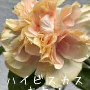 ヒメ日記 2026/09/04 08:15 投稿 麻衣子(まいこ) 高知デリヘル倶楽部 人妻熟女専門店