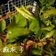 ヒメ日記 2026/09/15 09:02 投稿 麻衣子(まいこ) 高知デリヘル倶楽部 人妻熟女専門店