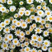 千葉美弥子 はじめまして 熟女パラダイス池袋店(カサブランカグループ)