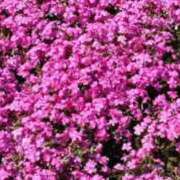 ヒメ日記 2026/04/20 09:38 投稿 千葉美弥子 熟女パラダイス池袋店(カサブランカグループ)