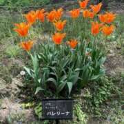 ヒメ日記 2026/05/18 20:18 投稿 そよ ソープランド AQUA（アクア）