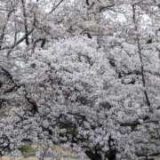 ヒメ日記 2026/05/14 05:41 投稿 森永さや 大人のエッチなエステ新橋店